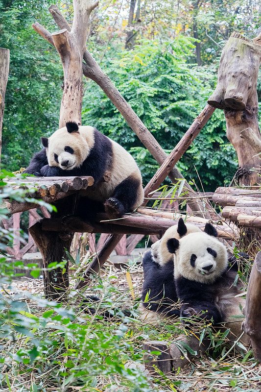 栖架上的滚滚 · Pandas on the Climbing Frame