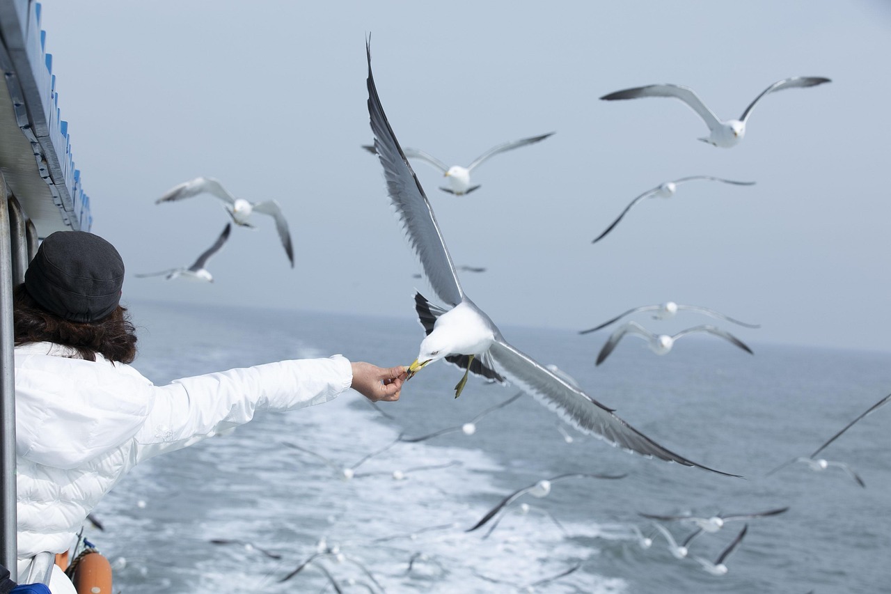 海鸥翔集 · Gulls over the Water