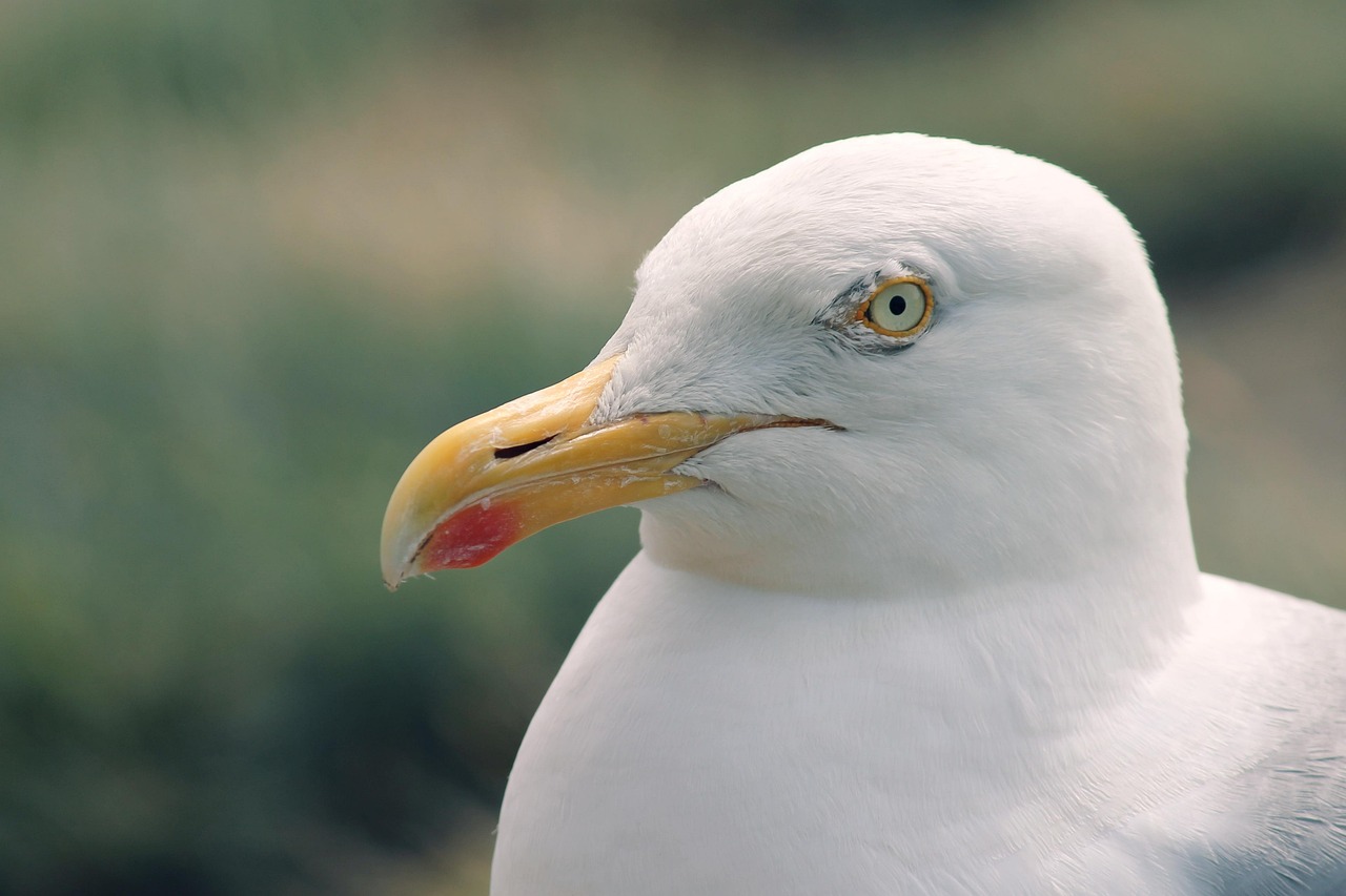 滇池红嘴鸥 · Gulls over Dianchi